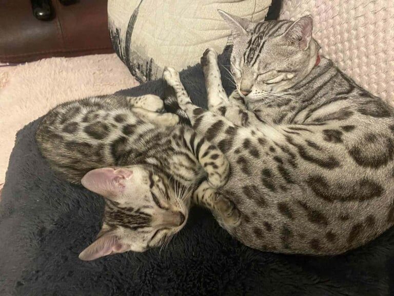 Bengal kittens for sale in Sunderland, Tyne and Wear – 11 weeks old - Image 2 of 3