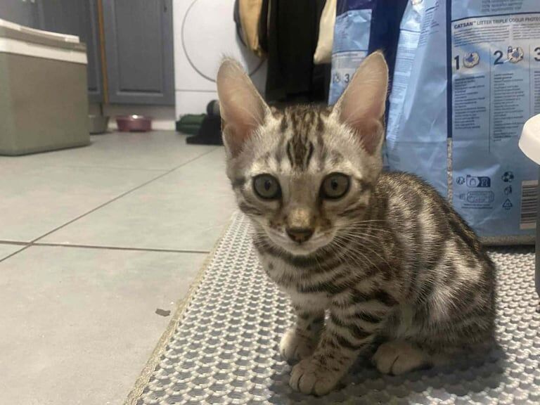Bengal kittens for sale in Sunderland, Tyne and Wear – 11 weeks old - Image 3 of 3