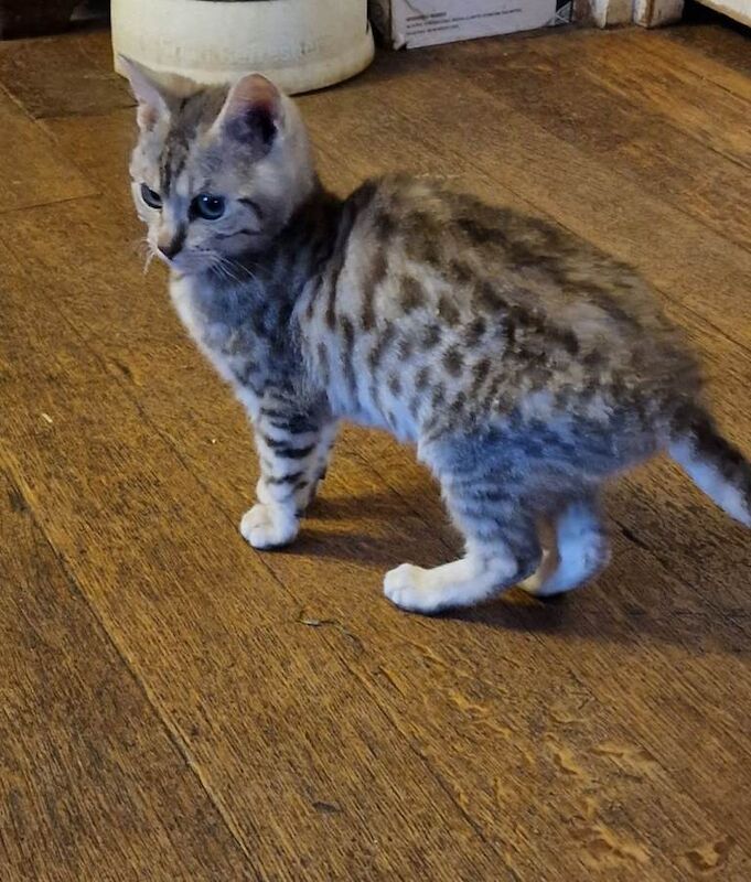Bengal kittens for sale in Blandford Forum, Dorset – 7 months old