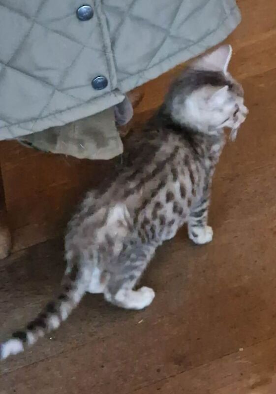 Bengal kittens for sale in Blandford Forum, Dorset – 7 months old - Image 2 of 3