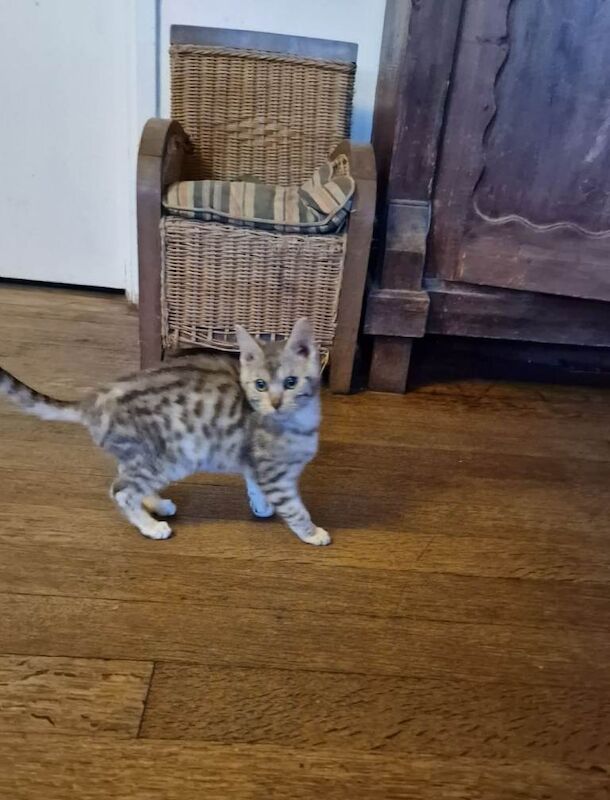 Bengal kittens for sale in Blandford Forum, Dorset – 7 months old - Image 3 of 3
