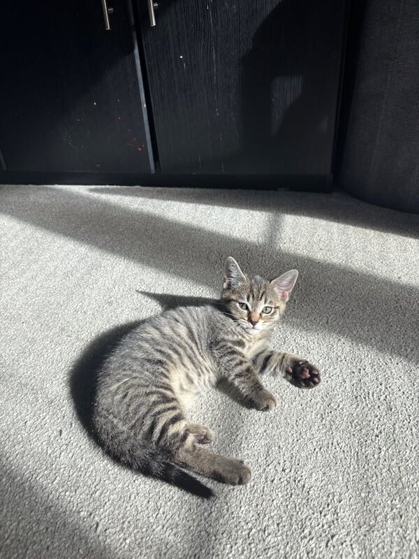 Bengal kittens for sale in Northampton, Northamptonshire – 9 weeks old