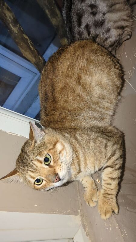 Bengal kittens for sale in Luton, Bedfordshire – 2 years old