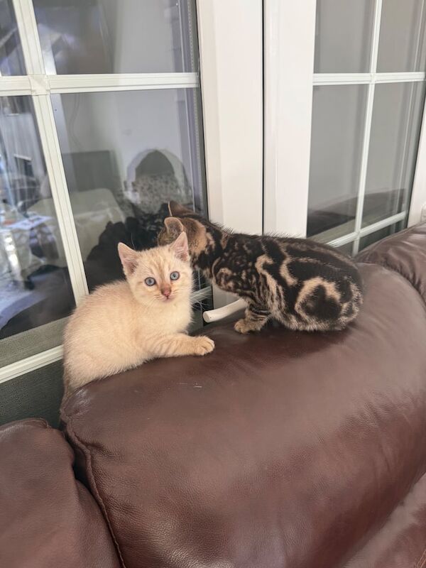 Snow bengal for sale in Uxbridge, Greater London