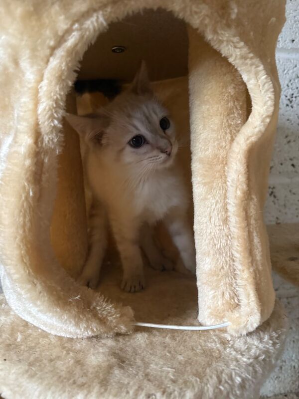 Snow bengal for sale in Uxbridge, Greater London - Image 2