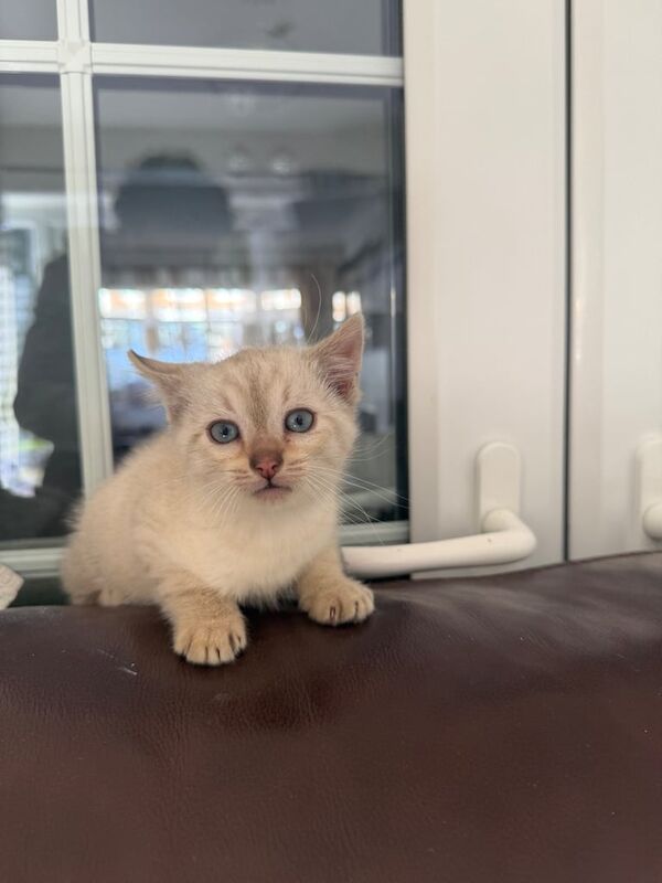 Snow bengal for sale in Uxbridge, Greater London | Image 3