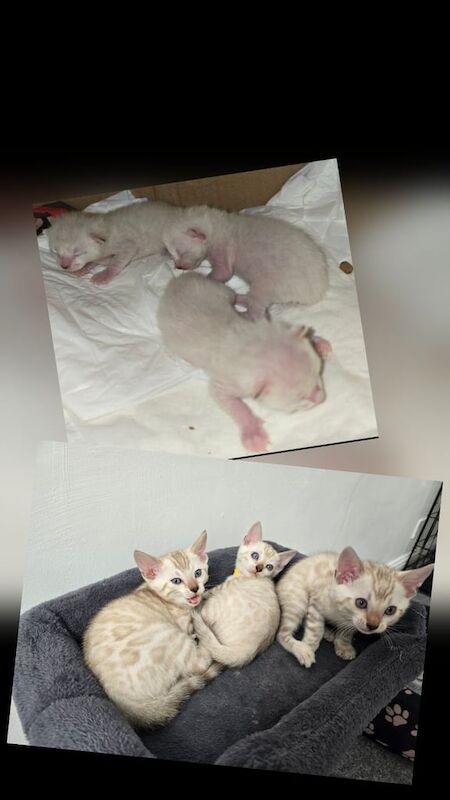 Bengal kittens for sale in Whitechapel, Greater London – 8 weeks old