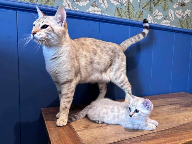 Bengal kittens for sale in Cairndow / An Cárn Dubh, Argyll and Bute – 7 weeks old
