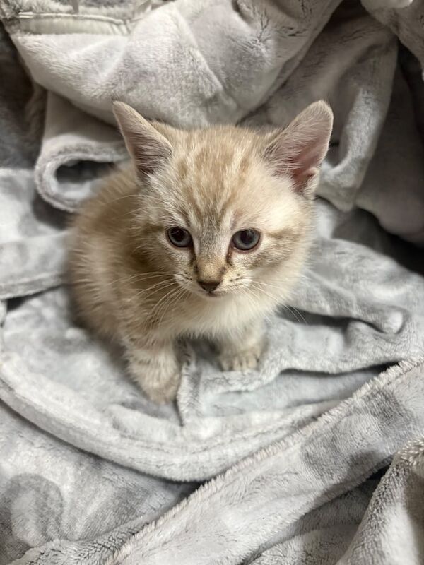 Bengal kittens for sale in Mold / Yr Wyddgrug, Clwyd – 6 weeks old