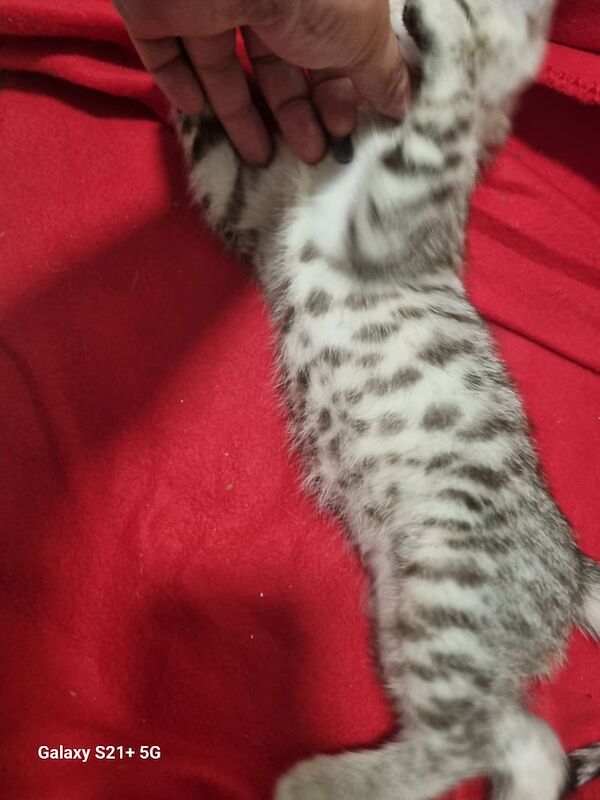 Snow bengal kitten for sale in Falkirk, Stirling and Falkirk