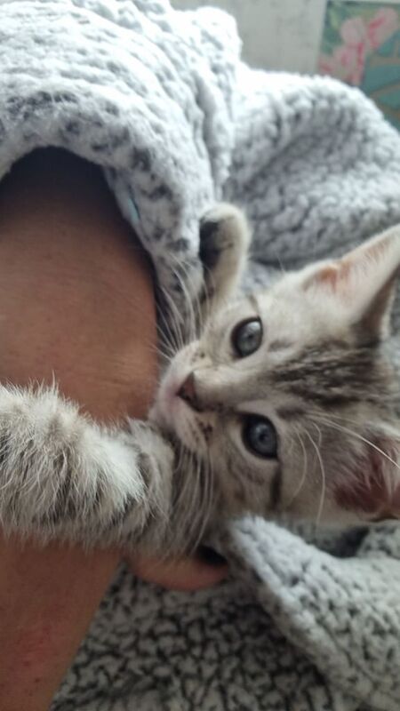 Snow bengal kitten for sale in Falkirk, Stirling and Falkirk | Image 2