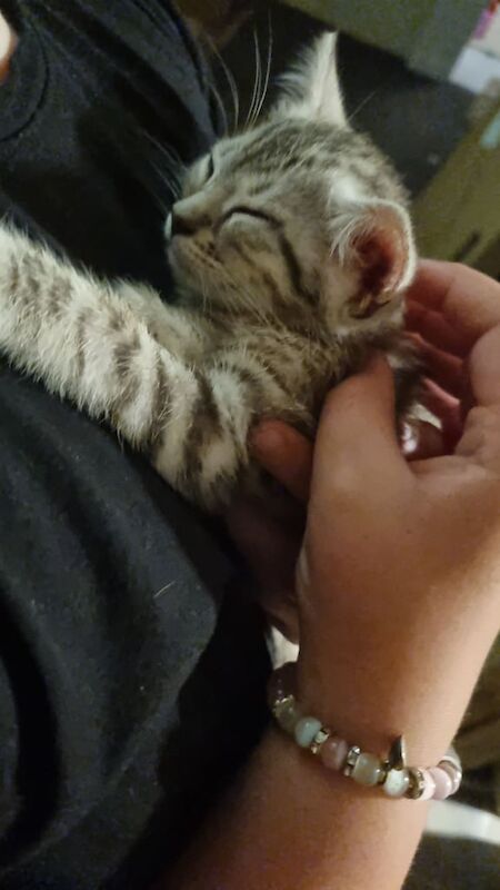 Snow bengal kitten for sale in Falkirk, Stirling and Falkirk | Image 3