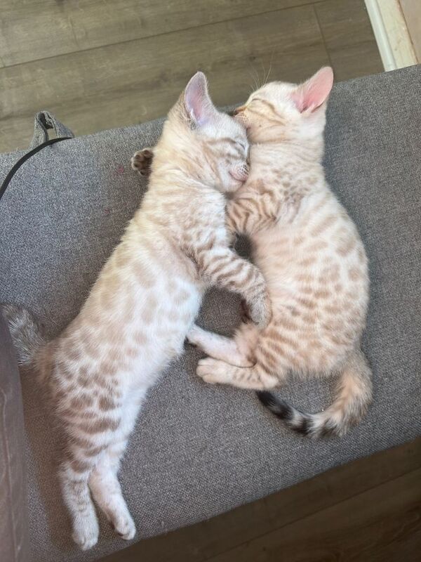 Bengal Kittens For Sale