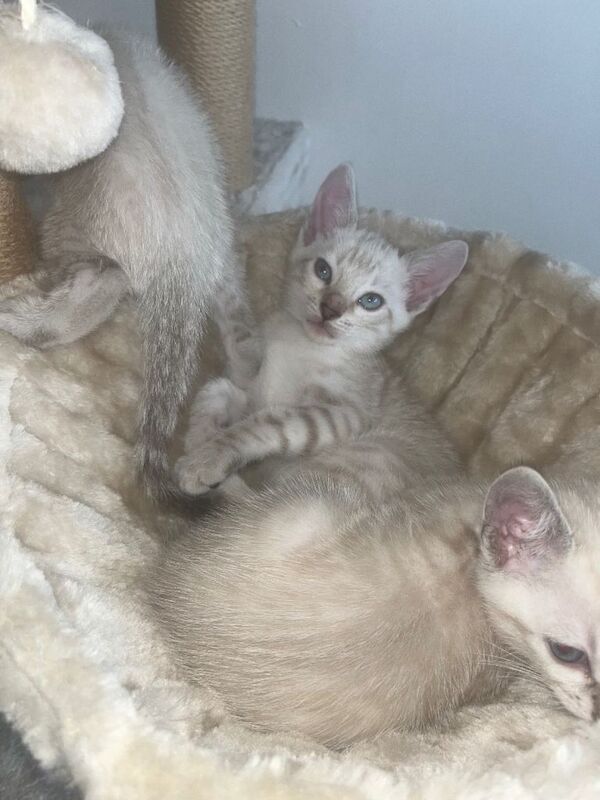 Snow Bengal Kittens For Sale Lynx & Charcoal Mink
