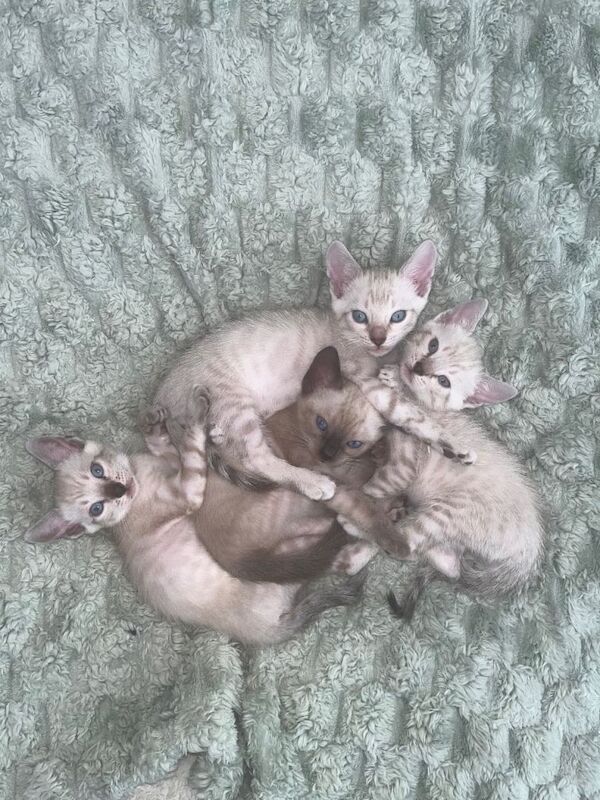 Snow Bengal Kittens For Sale Lynx & Charcoal Mink - Image 2 of 5