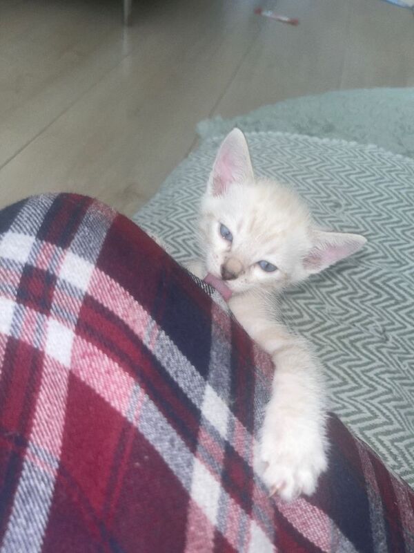 Snow Bengal Kittens For Sale Lynx & Charcoal Mink - Image 3 of 5