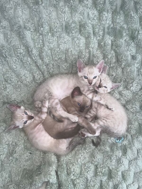 Snow Bengal Kittens For Sale Lynx & Charcoal Mink - Image 4 of 5