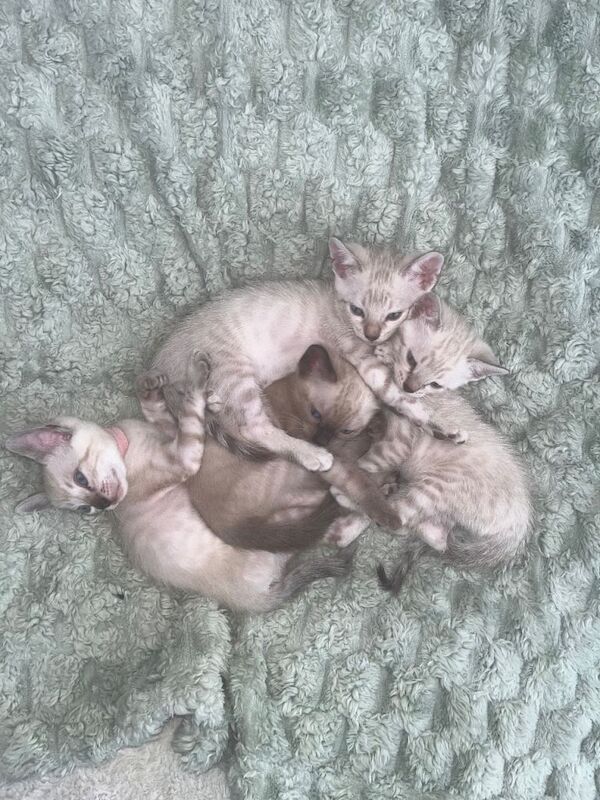 Snow Bengal Kittens For Sale Lynx & Charcoal Mink - Image 5 of 5