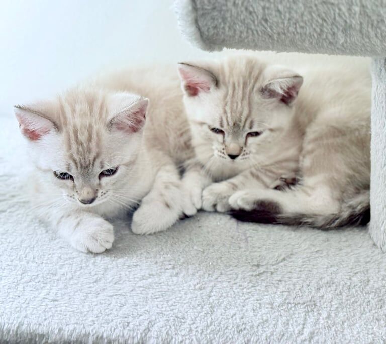 Snow Bengal Kittens READY TO COLLECT NOW for sale in Oldham, Greater Manchester