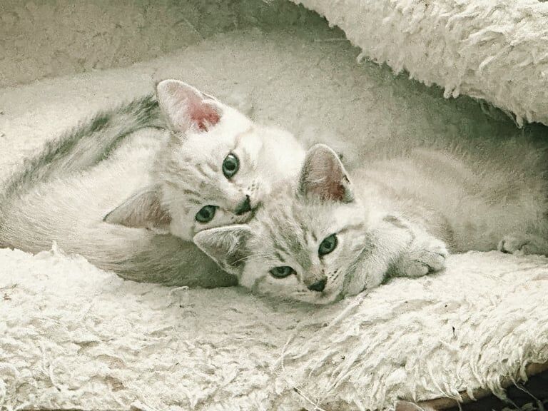 Snow Bengal Kittens READY TO COLLECT NOW for sale in Oldham, Greater Manchester | Image 2