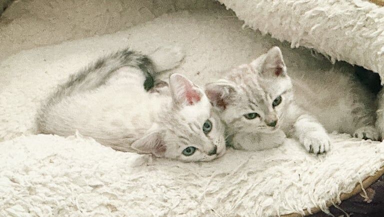 Snow Bengal Kittens READY TO COLLECT NOW for sale in Oldham, Greater Manchester | Image 3