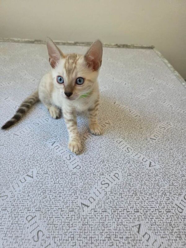 Bengal Kittens For Sale