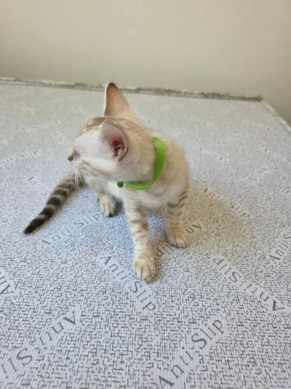 Snow bengal tica active - Image 2 of 3