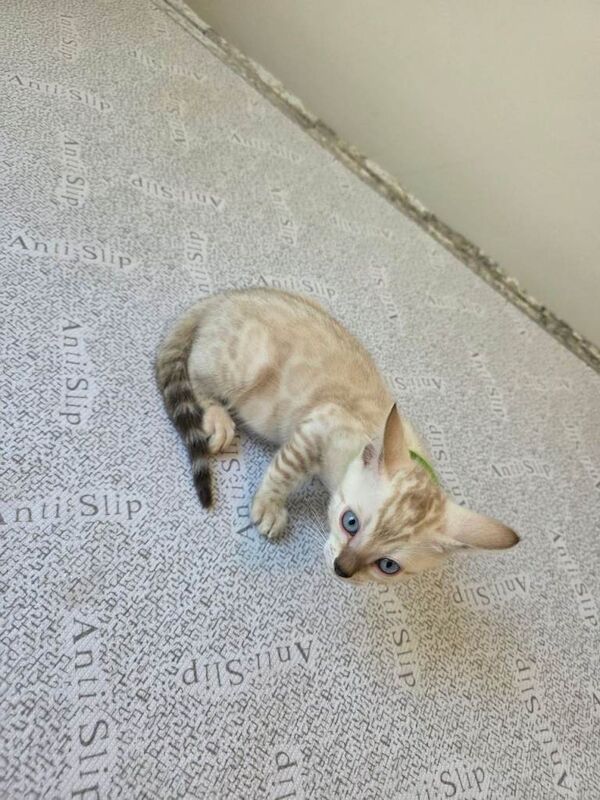 Snow bengal tica active - Image 3 of 3