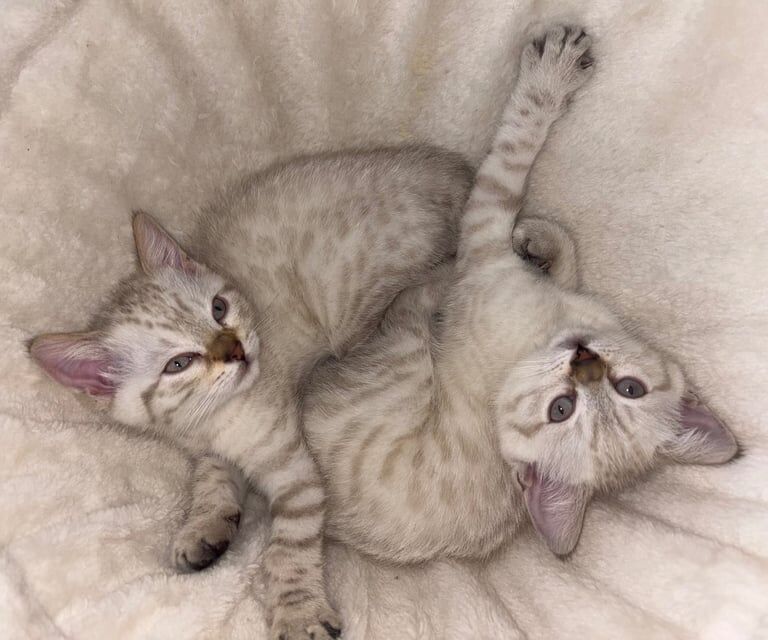 Bengal kittens for sale in Corby, Northamptonshire – 11 weeks old