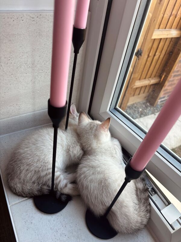 Bengal kittens for sale in Corby, Northamptonshire – 11 weeks old - Image 2 of 3