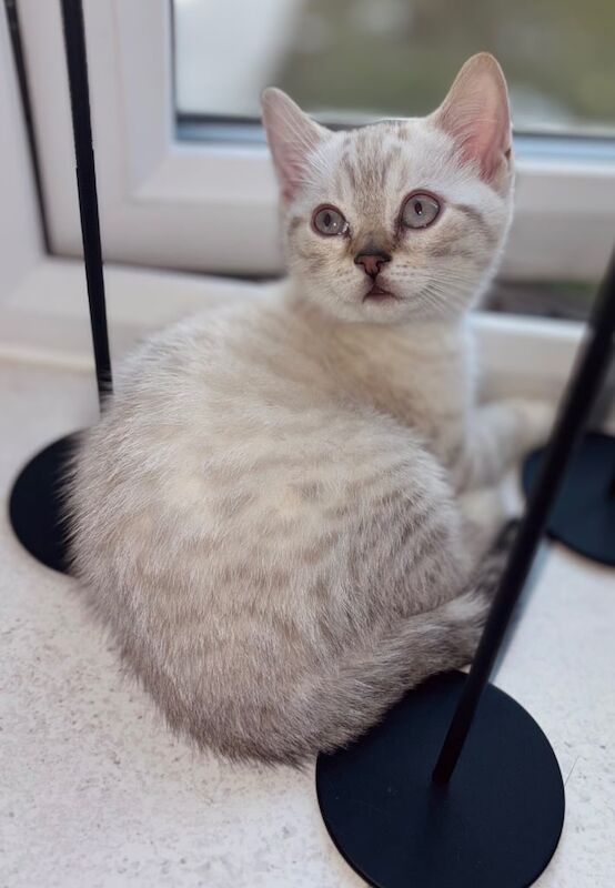 Bengal kittens for sale in Corby, Northamptonshire – 11 weeks old - Image 3 of 3