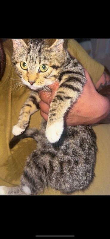 Bengal kittens for sale in Whitley Bay, Tyne and Wear – 11 weeks old