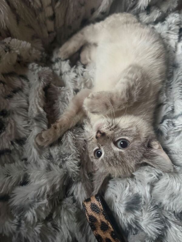 Bengal kittens for sale in Castleford, West Yorkshire – 11 weeks old