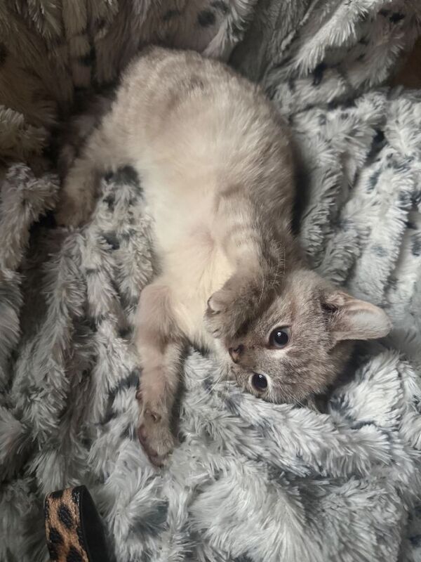 Bengal kittens for sale in Castleford, West Yorkshire – 11 weeks old - Image 2 of 4