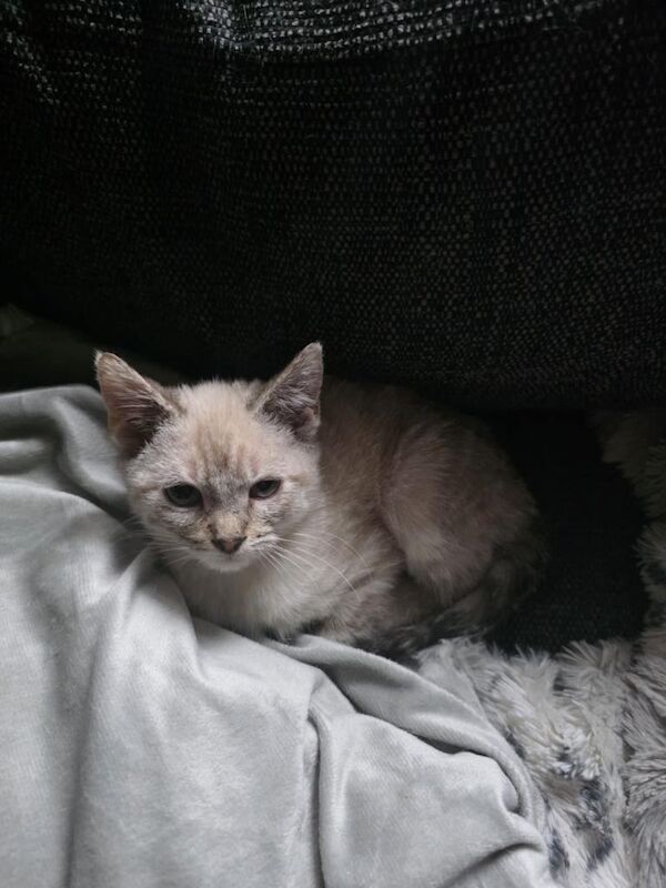 Bengal kittens for sale in Castleford, West Yorkshire – 11 weeks old - Image 3 of 4