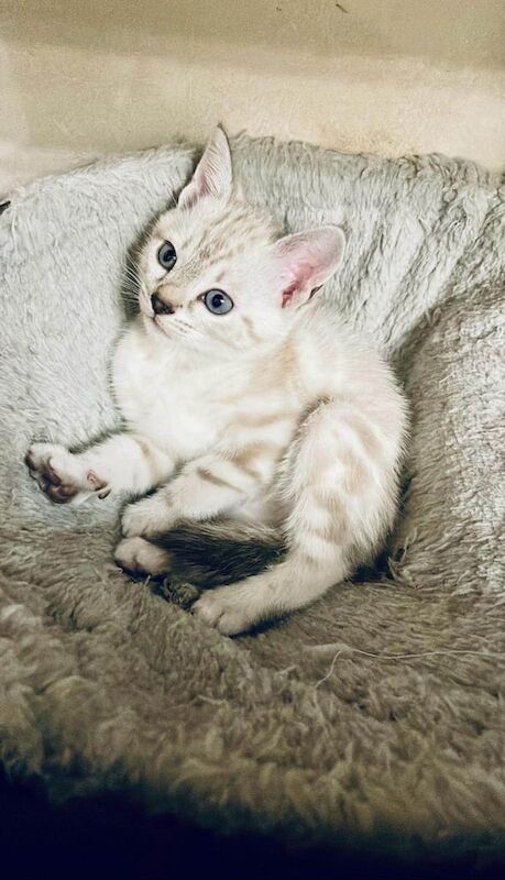 Bengal kittens for sale in Oldham, Greater Manchester – 11 weeks old - Image 1 of 3
