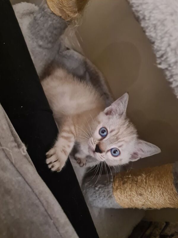 Bengal kittens for sale in Oldham, Greater Manchester – 11 weeks old - Image 2 of 3