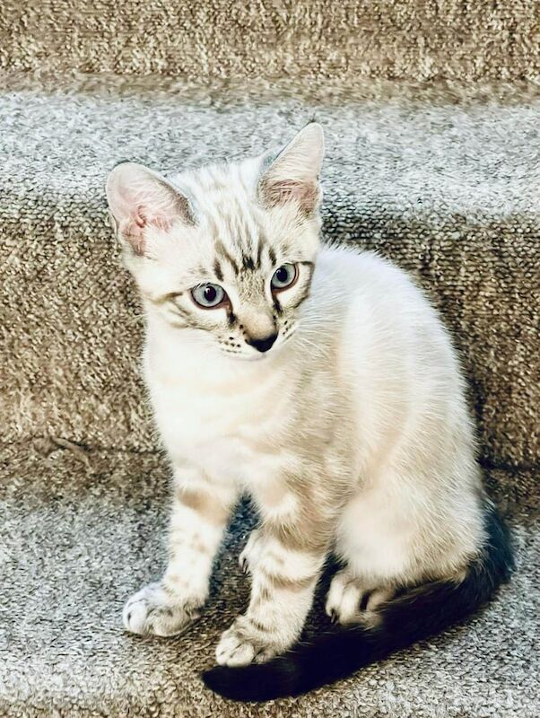 Bengal kittens for sale in Oldham, Greater Manchester – 11 weeks old - Image 3 of 3