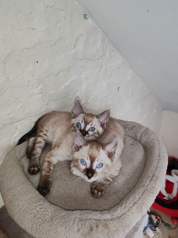 Bengal Kittens For Sale