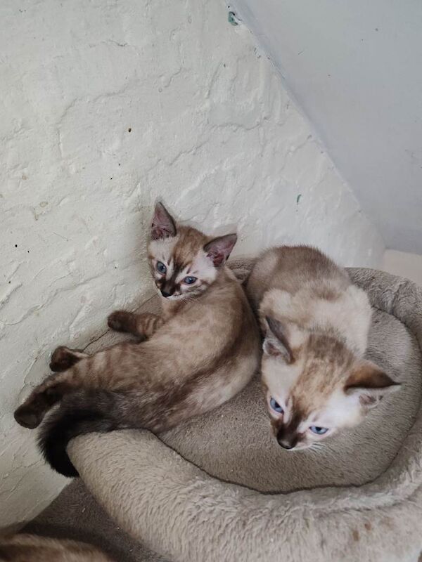 Bengal kittens for sale in Aberystwyth, Dyfed – 9 weeks old - Image 3 of 6