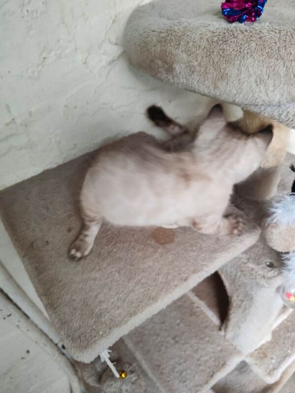 Bengal kittens for sale in Aberystwyth, Dyfed – 9 weeks old - Image 4 of 6