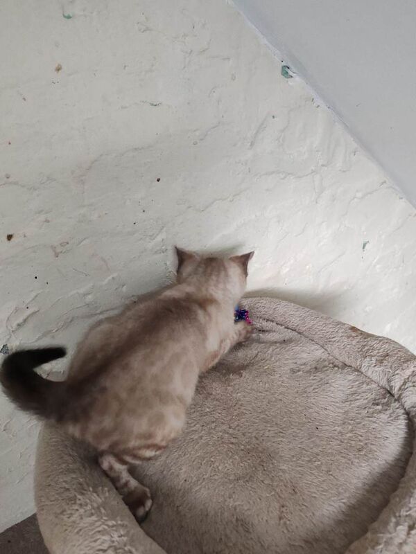 Bengal kittens for sale in Aberystwyth, Dyfed – 9 weeks old - Image 5 of 6