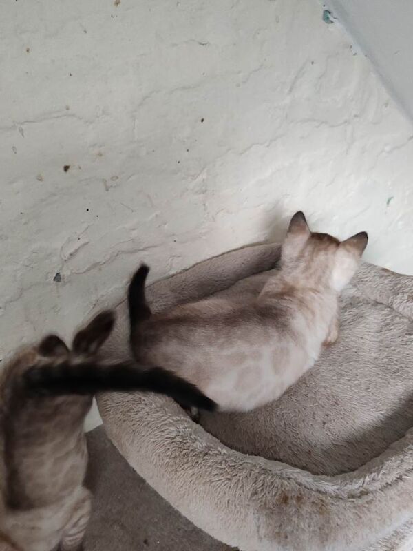 Bengal kittens for sale in Aberystwyth, Dyfed – 9 weeks old - Image 6 of 6