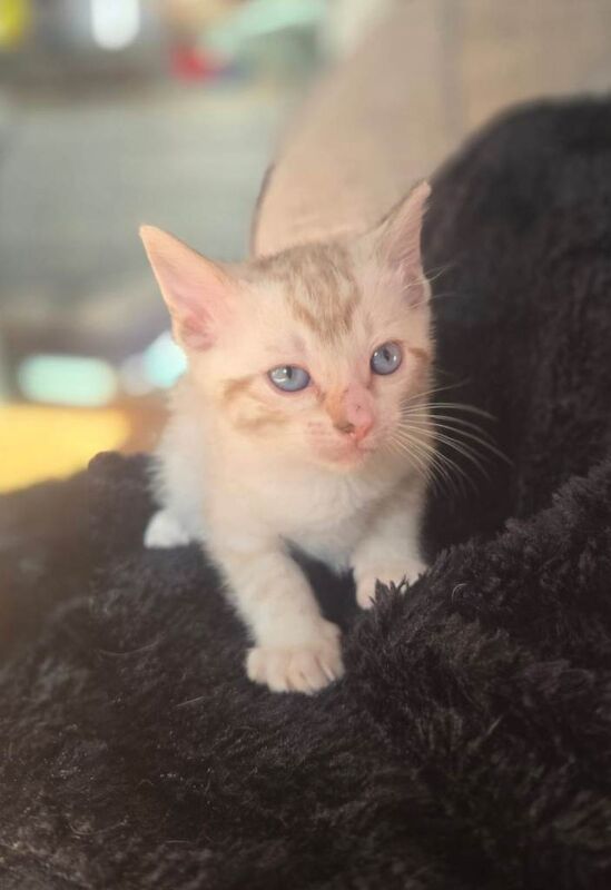 Snow lynx & dark charcoal marble kittens