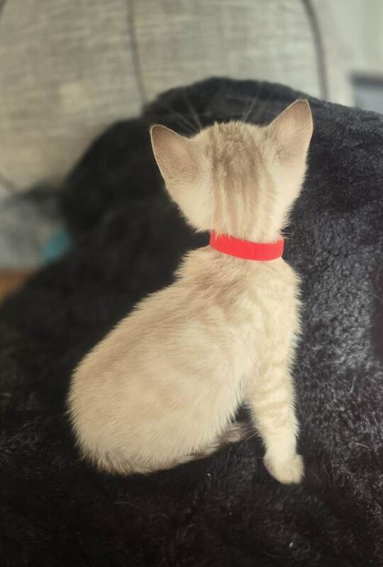 Snow lynx & dark charcoal marble kittens - Image 2 of 4