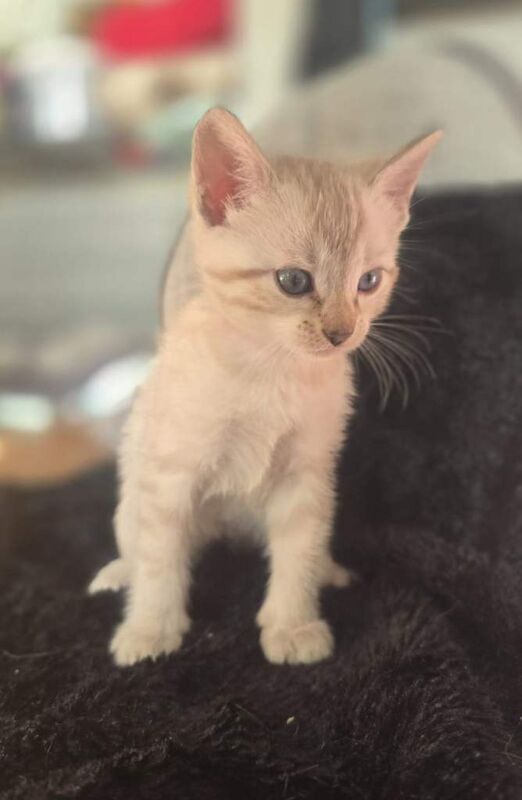 Snow lynx & dark charcoal marble kittens - Image 3 of 4