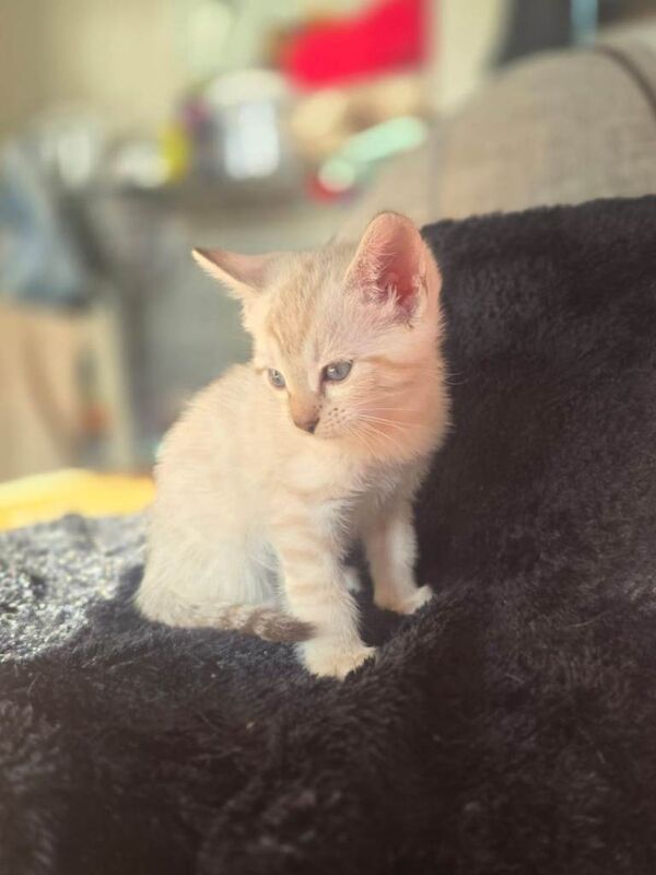 Snow lynx & dark charcoal marble kittens - Image 4 of 4