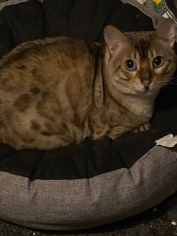 SNOW LYNX MALE BENGAL CAT for sale in Colindale, Greater London