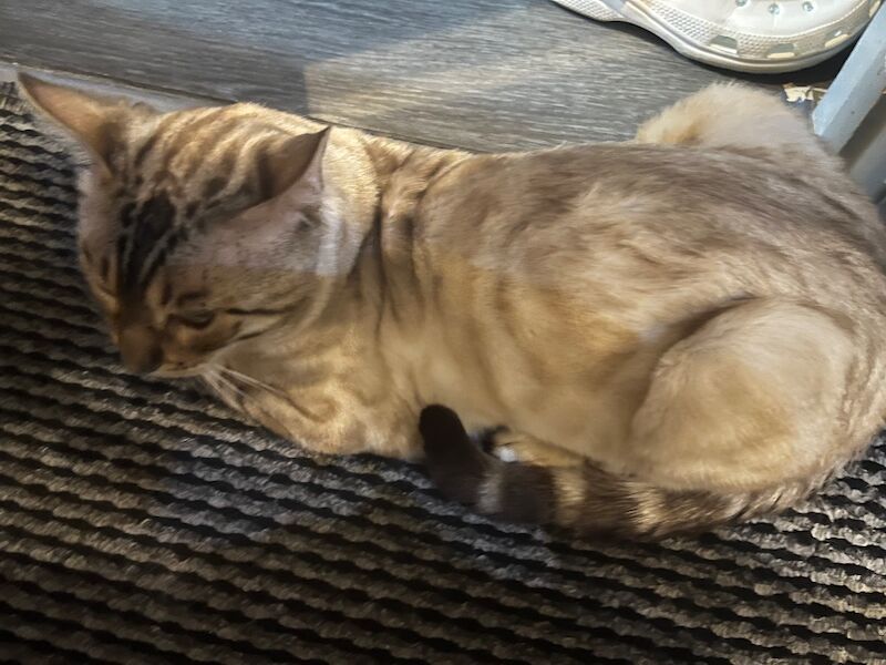 Bengal Kittens For Sale