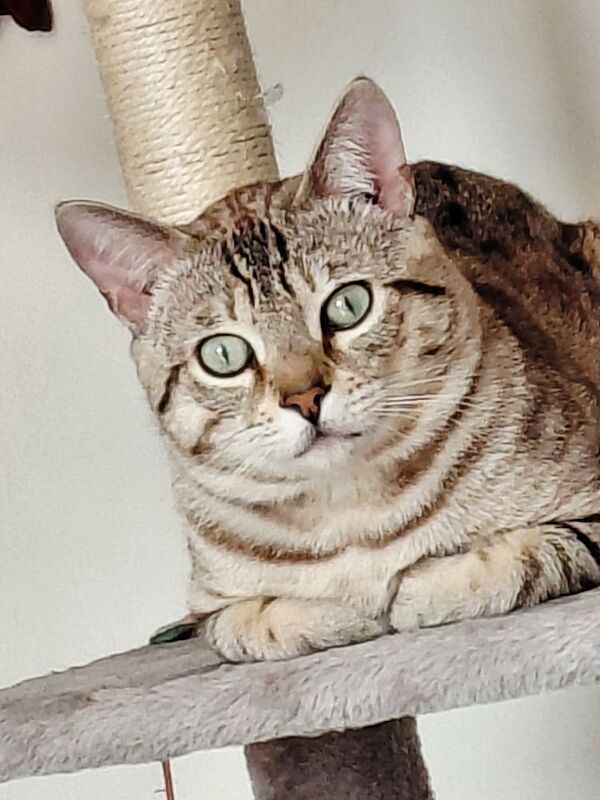 Snow mink Bengal boy